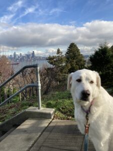Bailey overlooking West Seattle